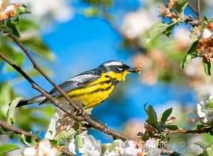 10   DQ690I--Magnolia-Warbler.jpg